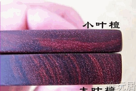大叶紫檀与小叶紫檀年轮对比