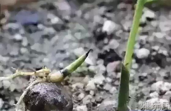 星月菩提发芽后