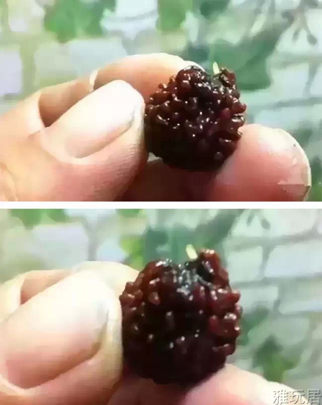 金刚菩提发芽后
