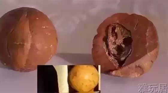 凤眼菩提发芽前