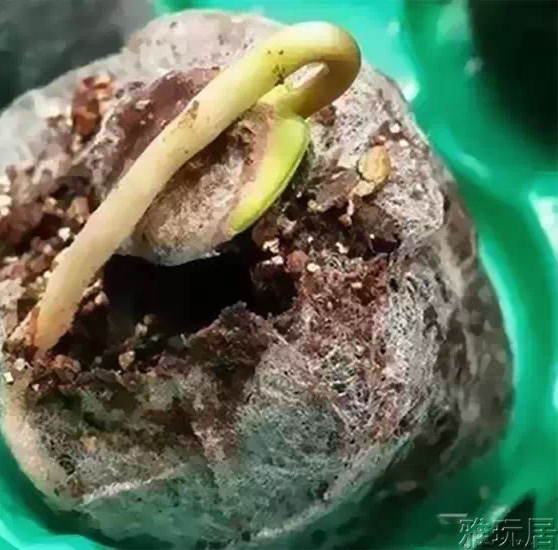 凤眼菩提发芽后