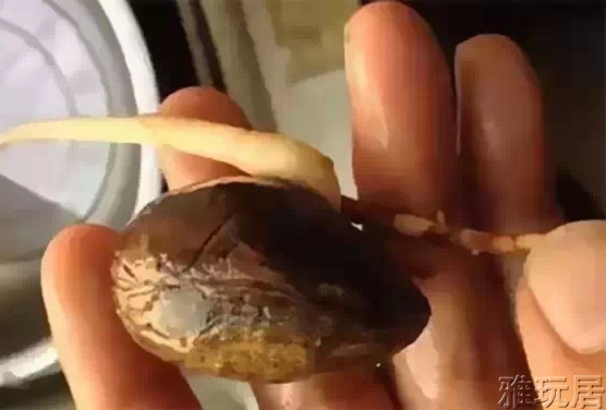 千眼菩提发芽后