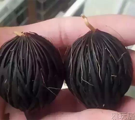 千丝菩提发芽后